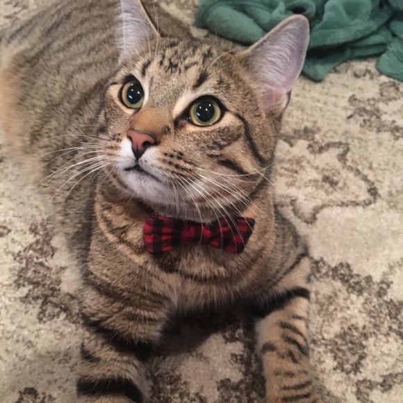 Meet your Posher, Lisa - Picture 8 of 12